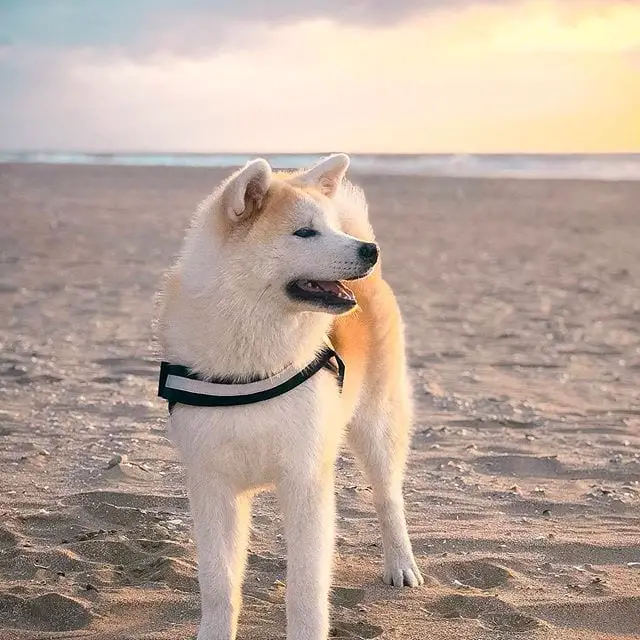 An Akita standing in the sand at the beach on a sunset
