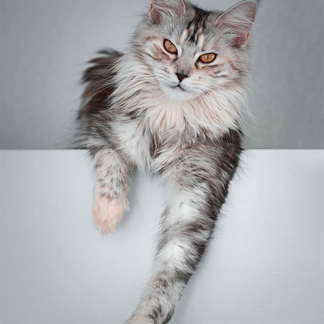 Tabby long haired Maine Coon Cat with orange eyes