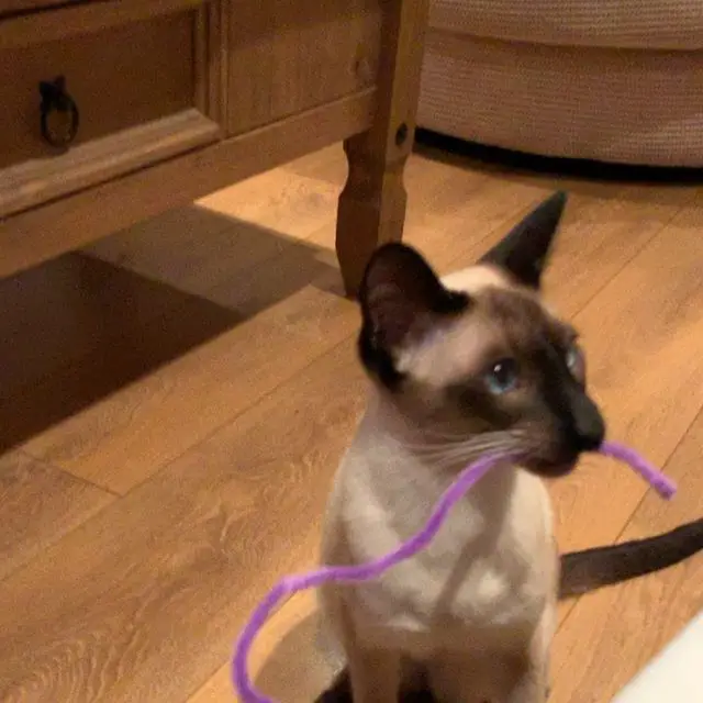 Siamese Cat sitting on the floor with a purple yarn in its mouth