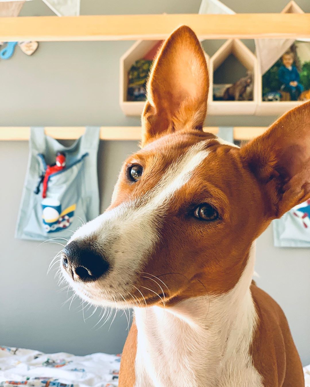 A Basenji lying on the bed while tilting its head