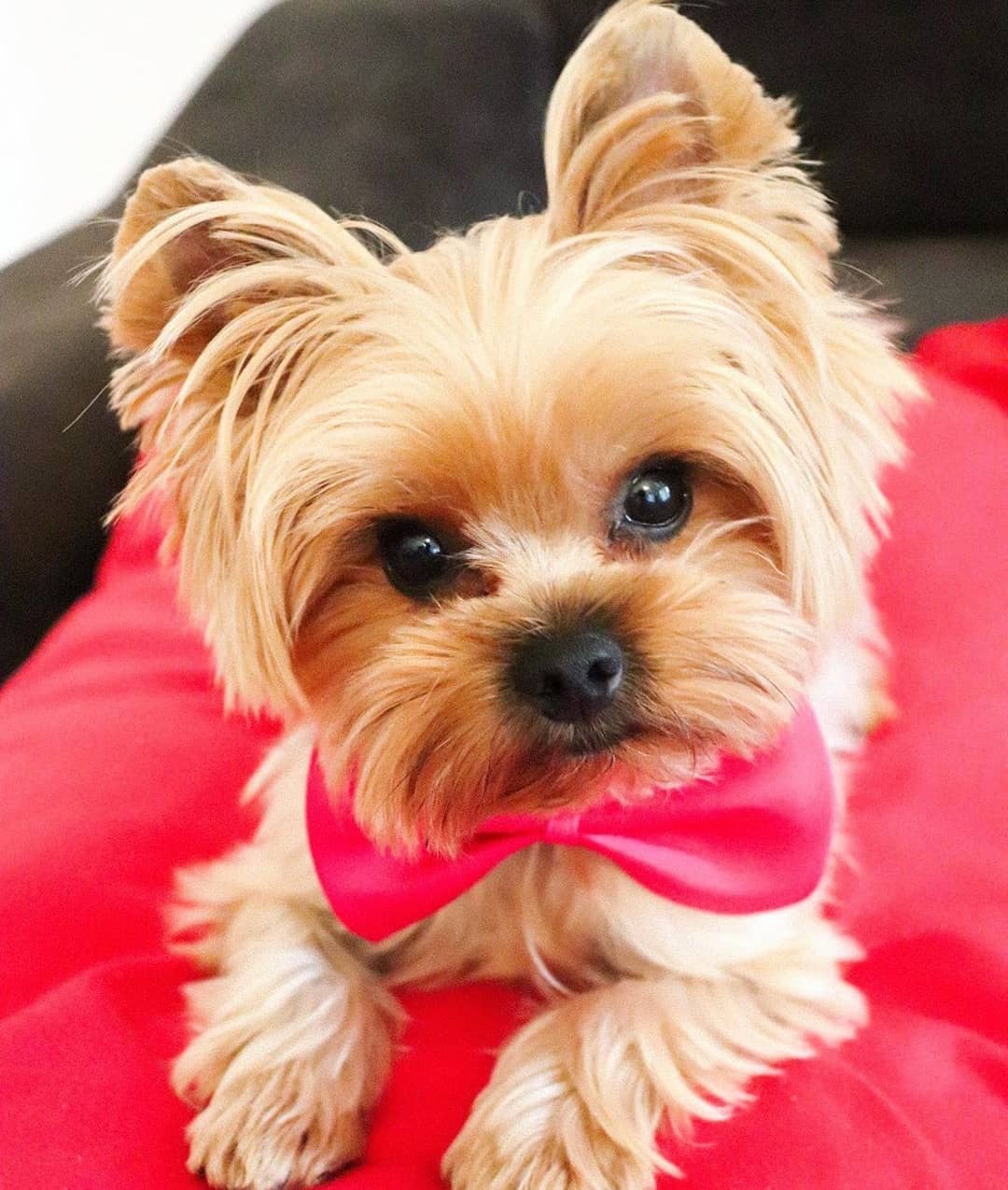 Yorkshire Terrier wearing a pink ribbon around its neck while lying down on top of a pink pillow