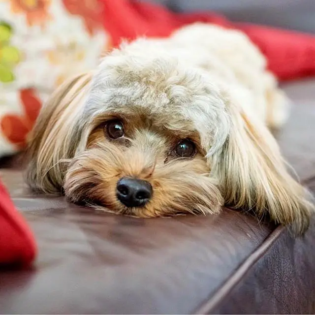 Light Sable Havanese lying down on the couch with its adorable face