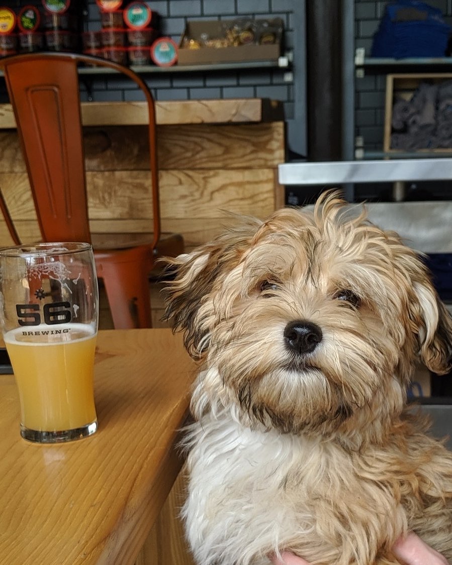 Havanese Dog sitting beside the drink on the table