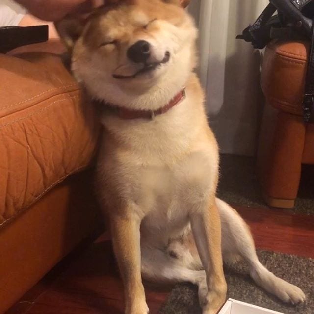 A Shiba Inu sitting on the floor and leaning towards the end of the bed while smiling