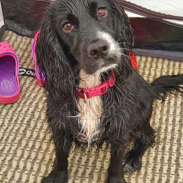 wet Cocker Spaniel sitting inside the tent while tilting its head