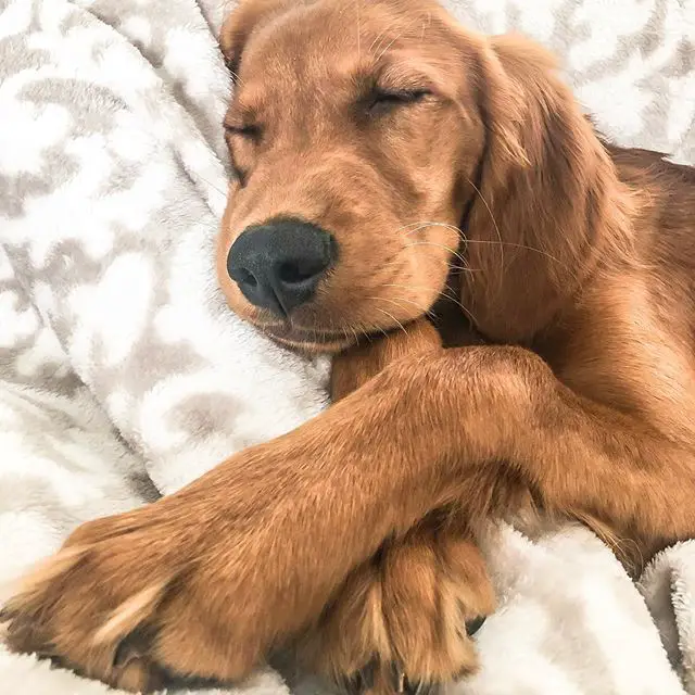 An Irish Setter sleeping soundly on the bed