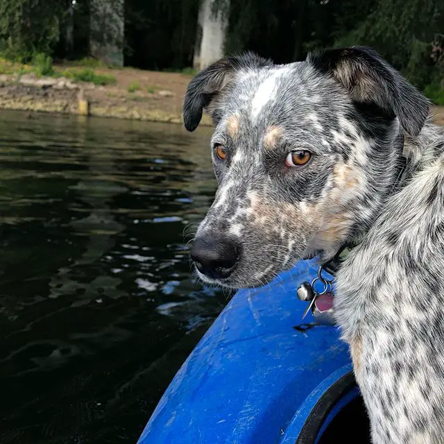 An Australian Cattle Dog in the boat floating in the lake