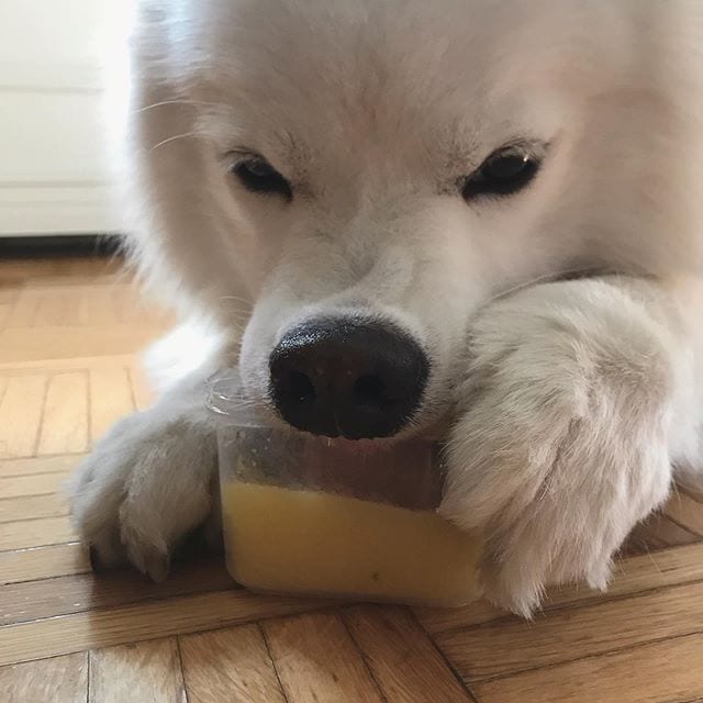 A Samoyed Dog lying on the floor while licking a pineapple mango ice