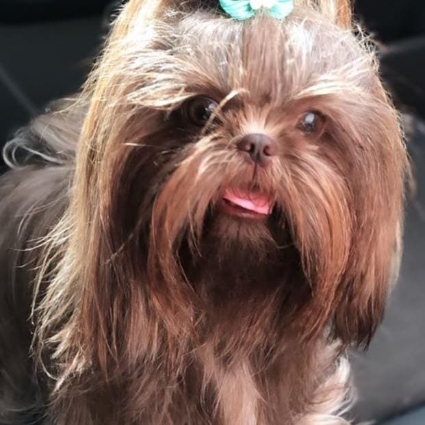Cutest brown Shih Tzu