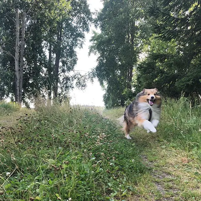 A Sheltie running in the forest