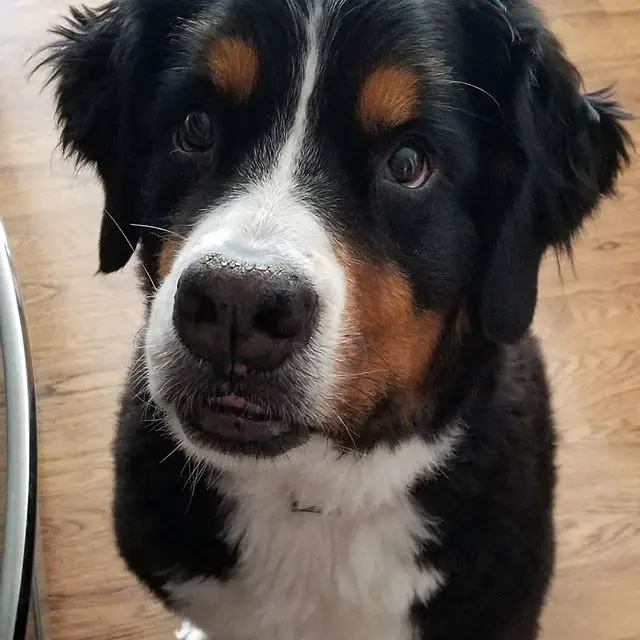 Bernese Mountain Dog sitting on the floor with its begging face