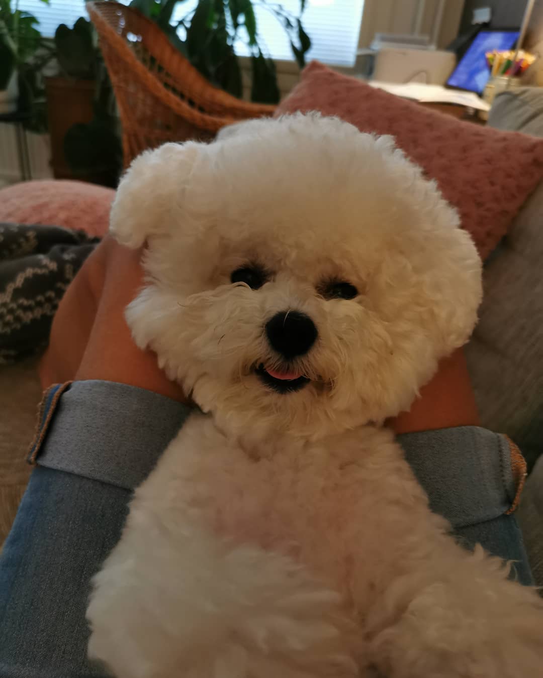 A woman lying on the couch with a Bichon Frise on her lap