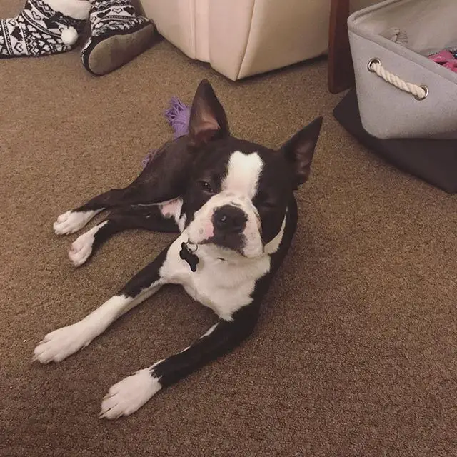 A Boston Terrier lying on the floor with its one eye closed