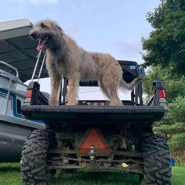 An Irish Wolfhound standing on the back of the truck