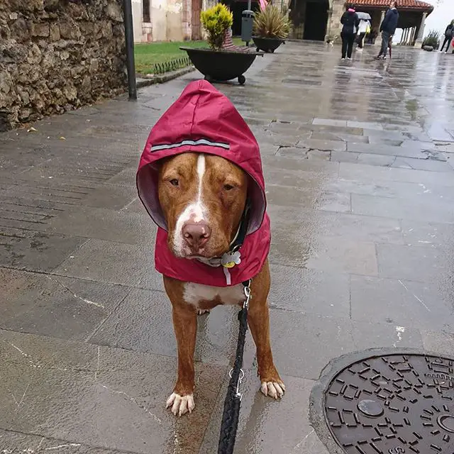 American Staffordshire Terrier taking a walk outdoors wearing its raincoat