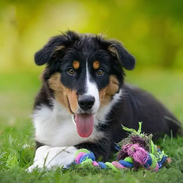Border collie lying on the green grass with its tug toy