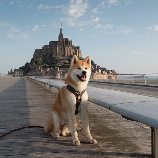An Akita sitting on the road with castle behind him