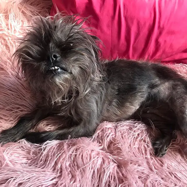 An Affenpinscher lying on top of a feathery blanket on the bed