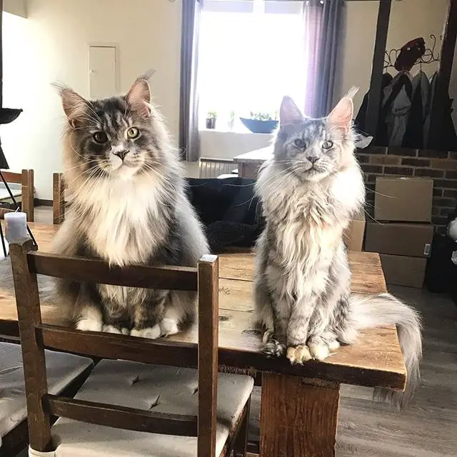 two Tabby long haired black and white Maine Coon Cats sitting on top of the table