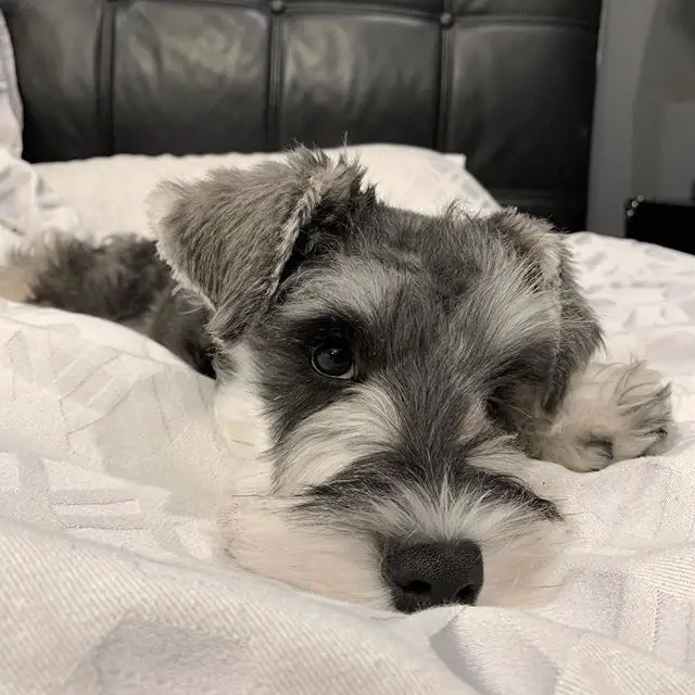 A Schnauzer puppy lying on the bed