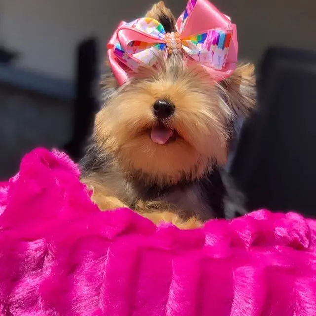 Yorkshire Terrier wearing a colorful big ribbon on top of its head while lying down on its pink bed