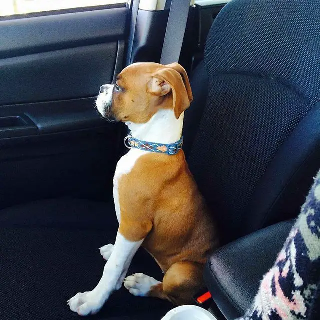 Boxer Dog sitting on the passenger seat while looking outside the window