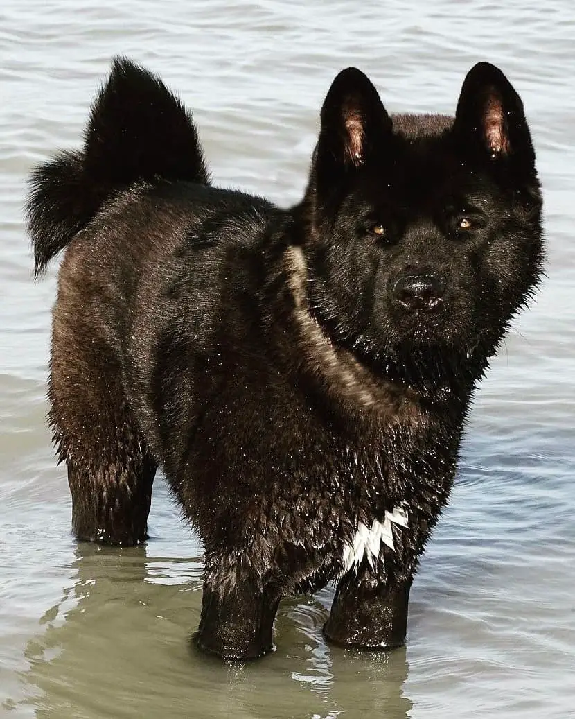 An Akita standing in the water at the beach