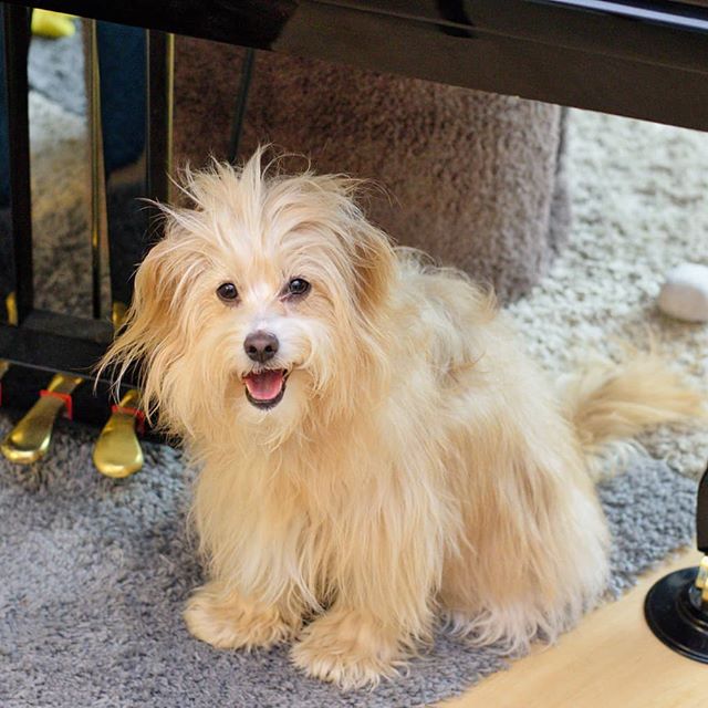 champagne Havanese on the floor smiling