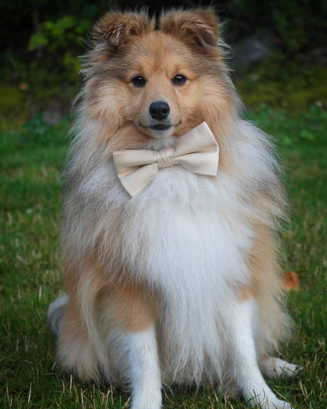 A Sheltie wearing a large bow tie while sitting on the grass