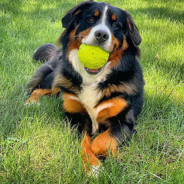 Bernese Mountain Dog lying down on a green grass with a ball in its mouth