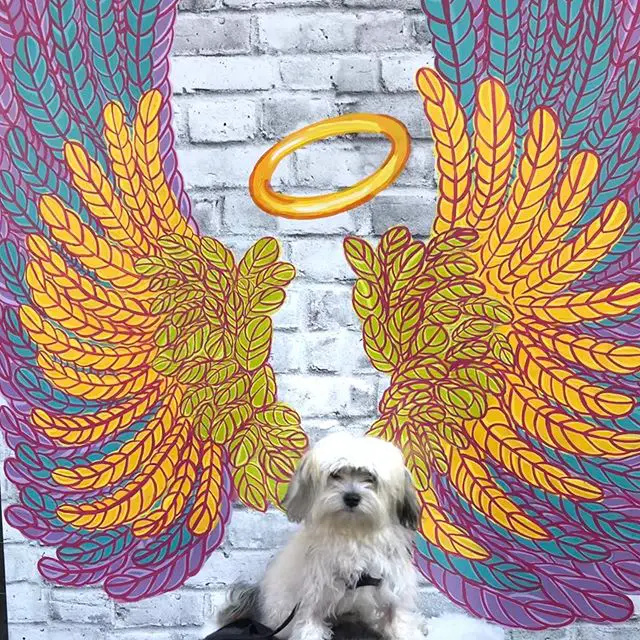 Havanese Dog sitting on a chair with a colorful angel wings with halo background