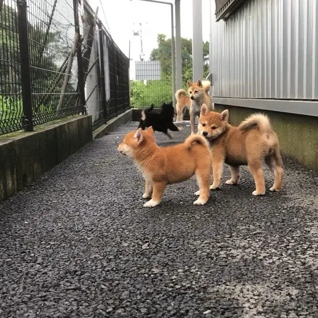 Shiba Inu puppies standing on the pavement behind the gates