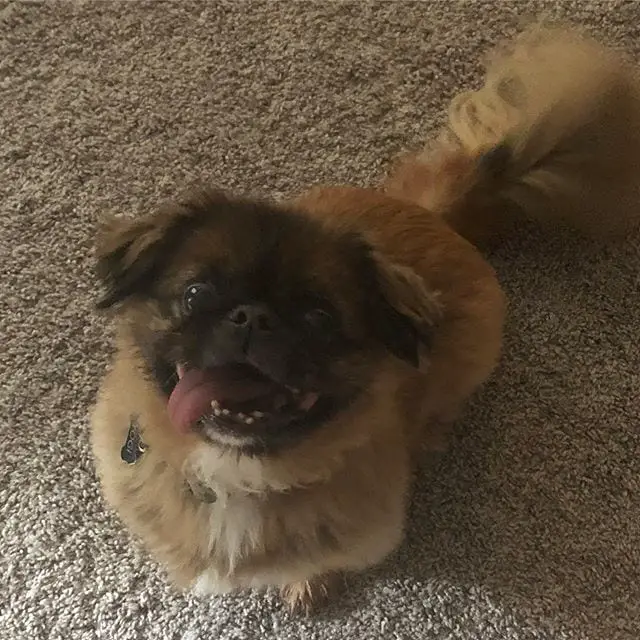 A Pekingese sitting on the floor while smiling with its tongue sticking out on the side of its mouth