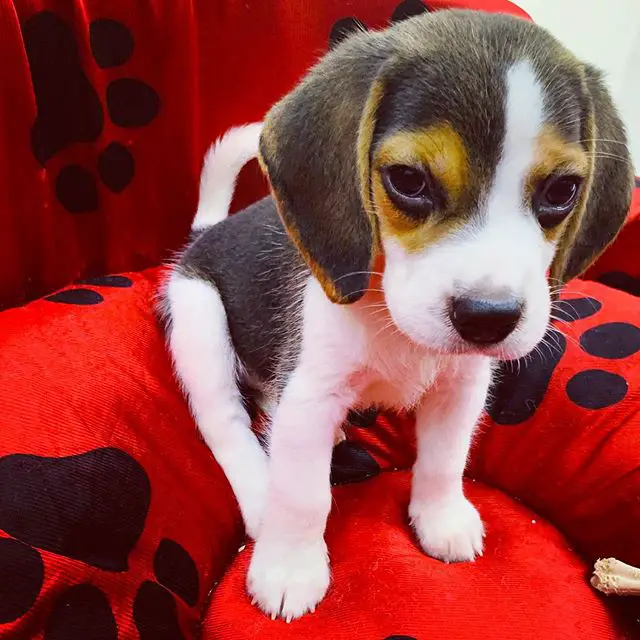 Beagle puppy sitting on its red paw printed bed