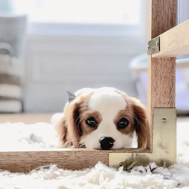 cute Cavalier King Charles Spaniel puppy lying down on the carpet