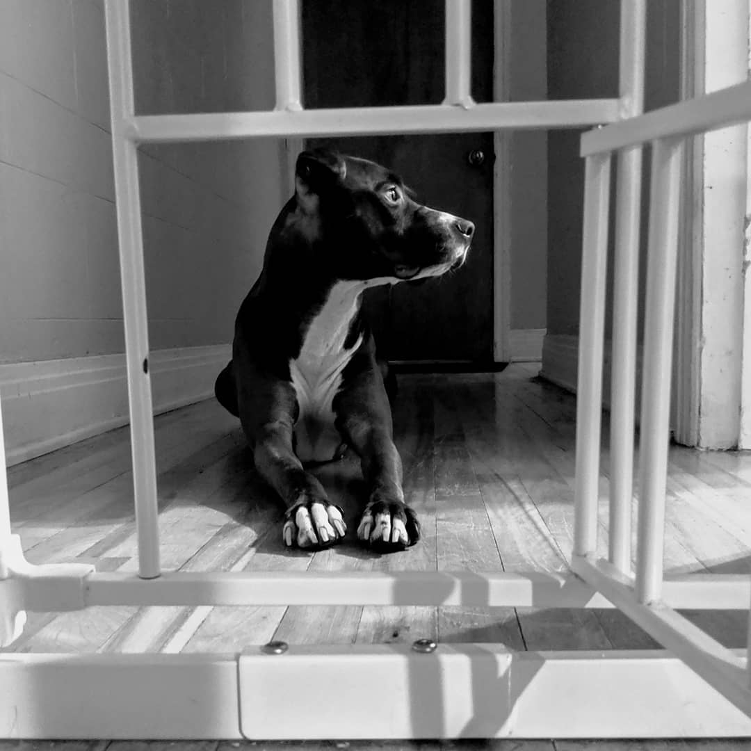 A Pit Bull lying on the floor behind the fence