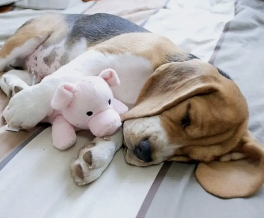 Beagle sleeping on the bed while hugging a pig stuffed toy