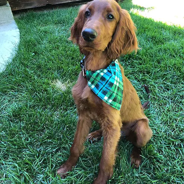 An Irish Setter wearing a scarf while sitting on the grass