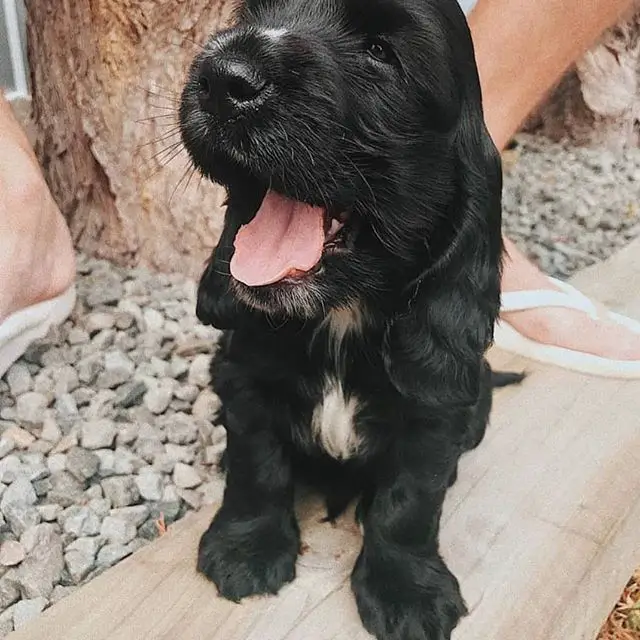 black Spaniel puppy sitting on the wooden edge while looking up with its mouth wide open