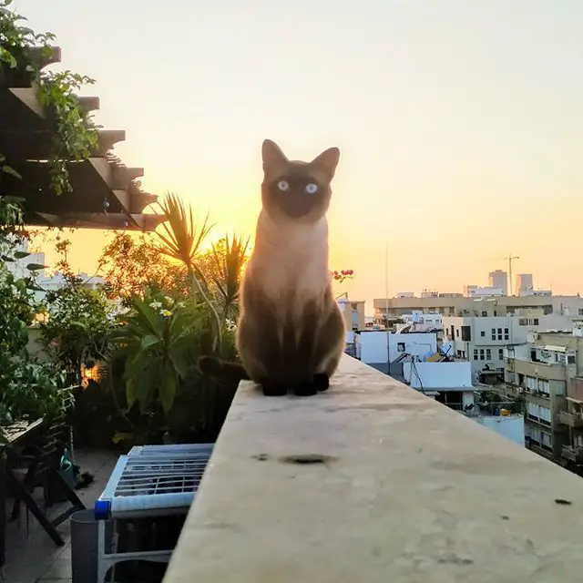 Siamese Cat in the balcony during sunset