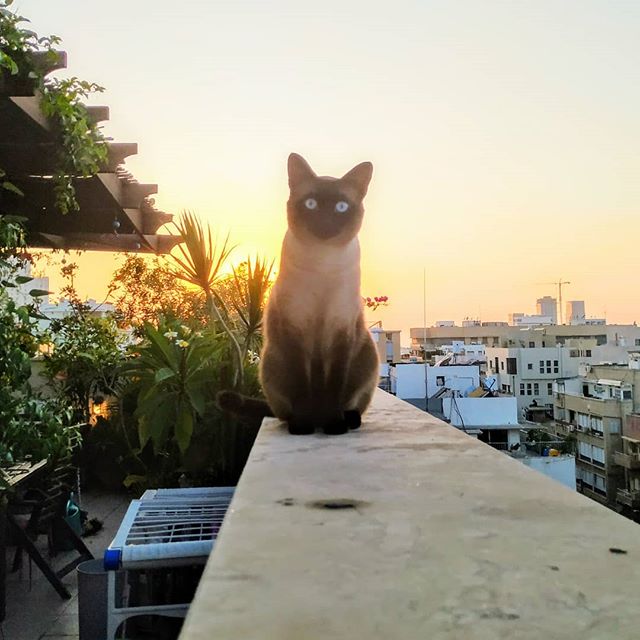 Siamese Cat in the balcony during sunset