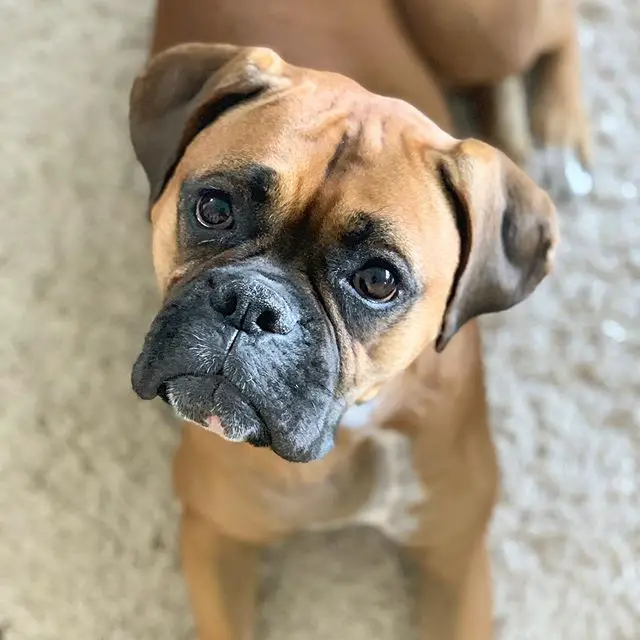 Boxer Dog lying on the floor while looking up with its begging face