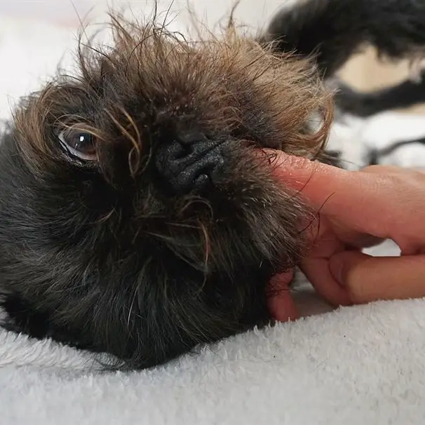 An Affenpinscher lying on its back on the bed with the finger of a person in its mouth
