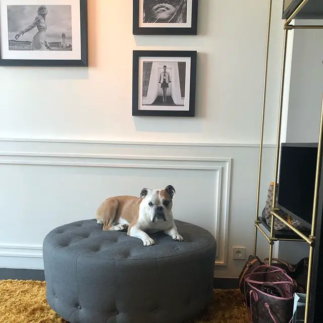 English Bulldog lying on top of a circular accent chair
