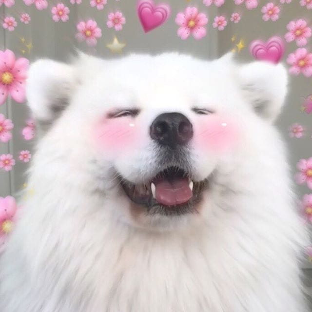 A happy Samoyed Dog with blush on, flowers, and hearts filter