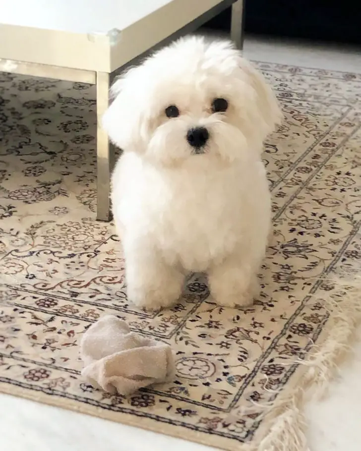 A Maltese sitting on the carpet