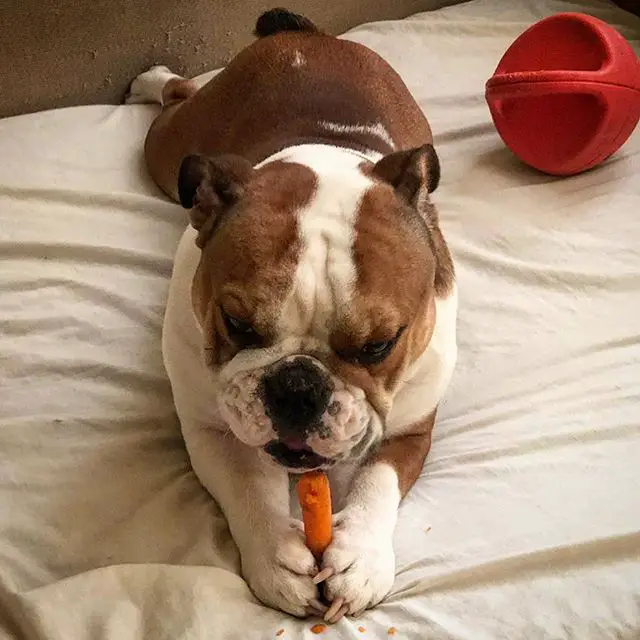 English Bulldog lying on tis bed while eating carrots