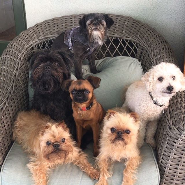 An Affenpinscher sitting on the chair with other dog breeds and with their begging faces