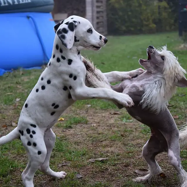 A Chinese Crested Dog playing with a dalmatian puppy in the yard