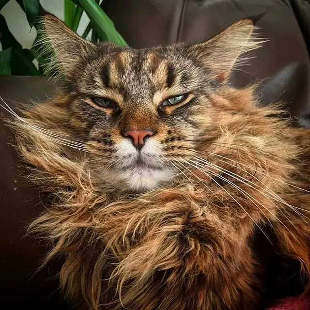 Tabby black and cinnamon color long haired Maine Coon Cat